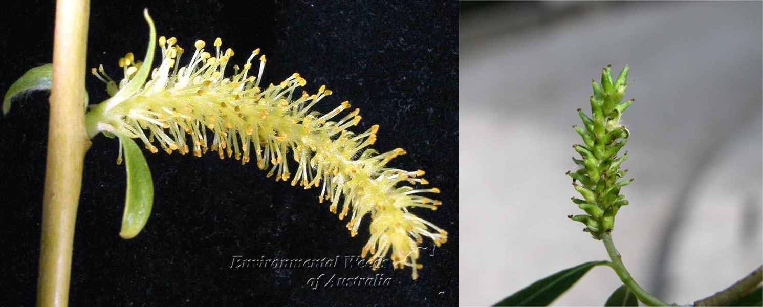 左:垂柳♂花序,右:垂柳♀花序.(来源:左crazygallery.info,右luirig.