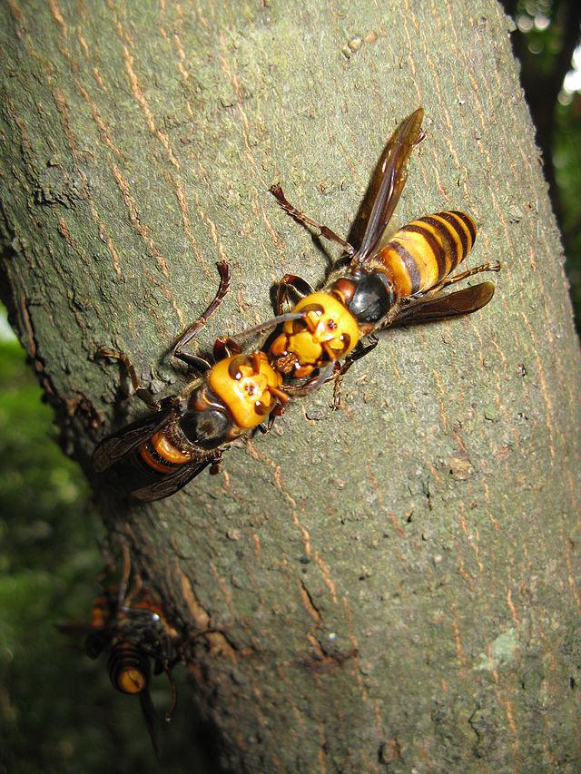 胡蜂种类图片图片