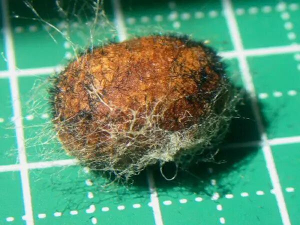 城市物种日历9月7日褐边绿刺蛾虫恐慎入