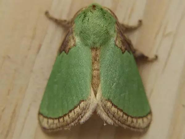 浅绿色的飞蛾图片
