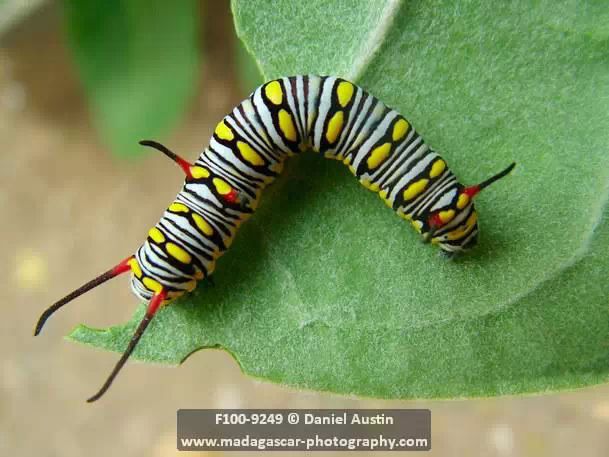 金斑蝶幼虫ps:雄性金斑蝶会把两个毛刷状的器官伸到外面来,散发荷尔蒙