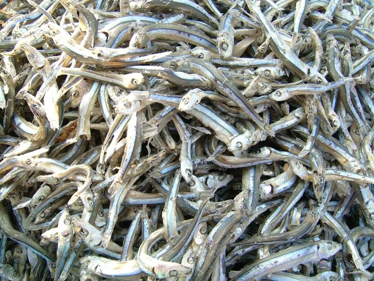 丁香鱼蔚蓝大海诚意满满的美味馈赠