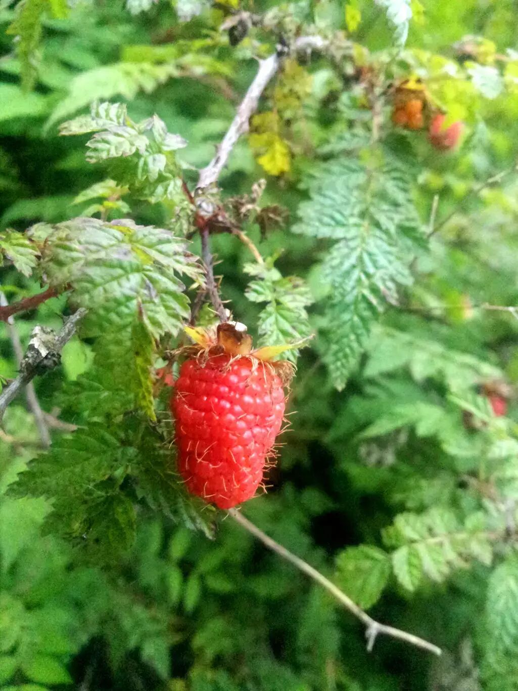 秀丽莓r. amabilis也是个花果皆大的种,聚合果能有3cm长.