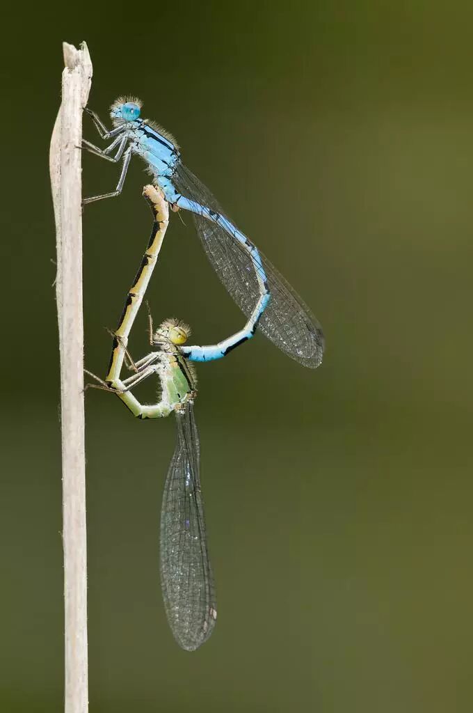 城市物种日历6月24日叶足扇蟌cōng