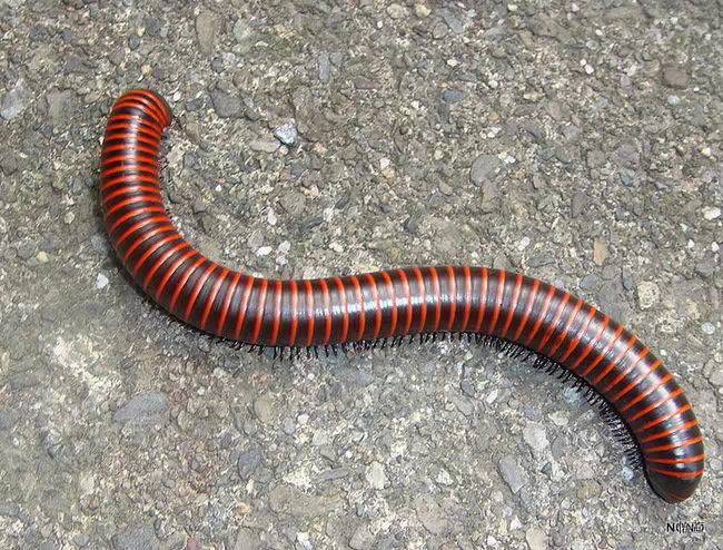 城市物种日历5月25日浙山蛩qióng