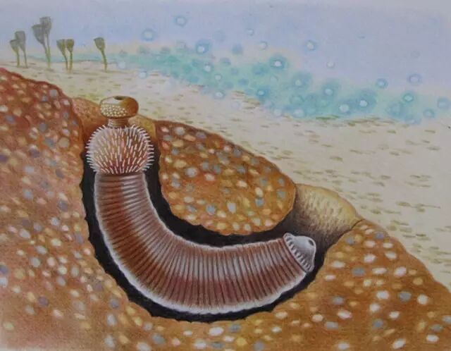 发展的节肢动物等类群的竞争中逐渐败下阵来,仅剩下目前的鳃曳类残喘