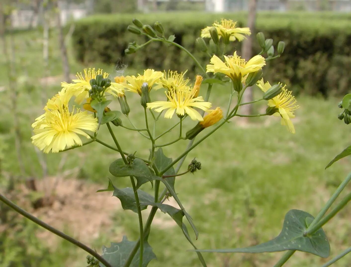 而中华苦荬菜和抱茎小苦荬的差异,从名字就能看出端倪.
