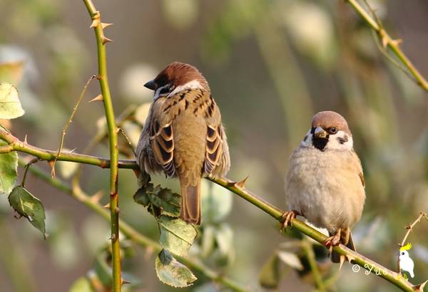 鸟都叫xx麻雀,而"树麻雀"实际上是对应英文名"tree sparrow"起的名字