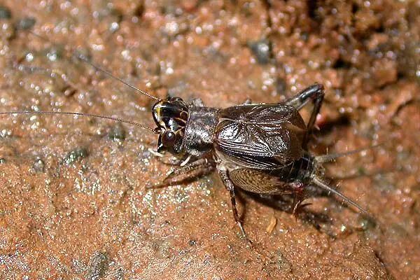 城市物种日历8月3日多伊棺头蟋