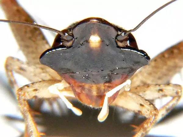 多伊棺头蟋(loxoblemmus doenitzi)俗名棺材头,大棺头蟋,大扁头蟋蟀
