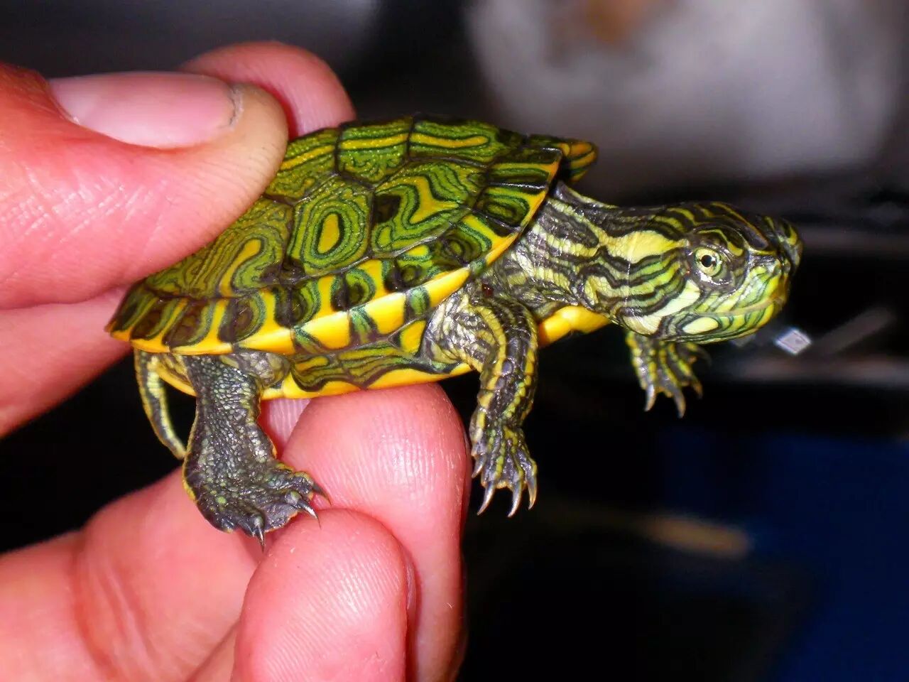 巴西彩龟表示非常无奈.图片:pds.exblog.