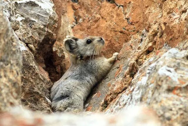 伊犁鼠兔才发现了23年已濒临灭绝