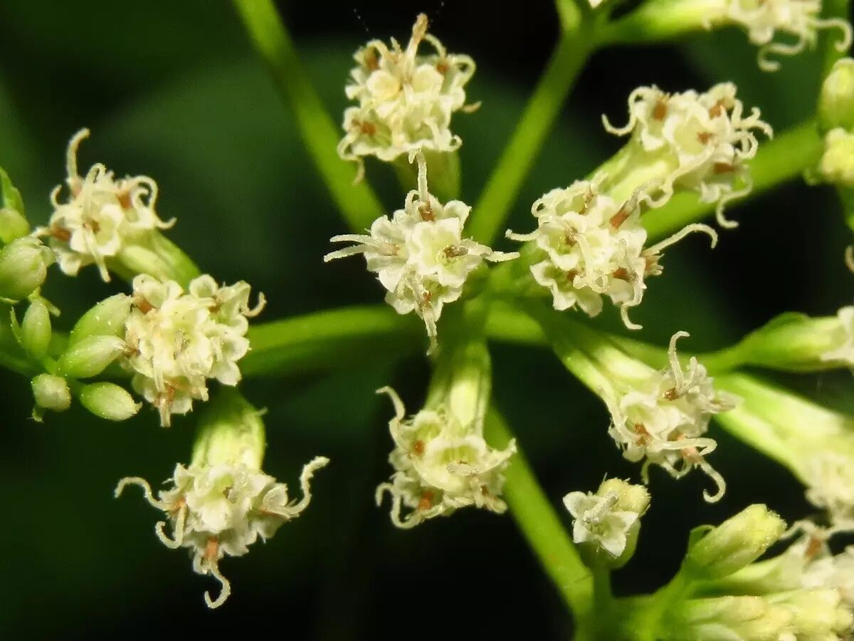 飞檐走壁的植物杀手薇甘菊