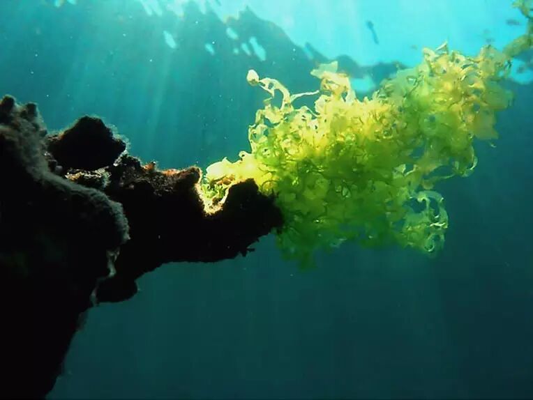 当海滩变成菜地吃海白菜的时节就到了