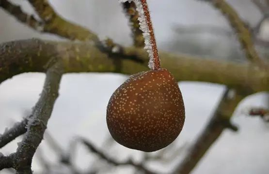 冻过的秋子梨才是好梨