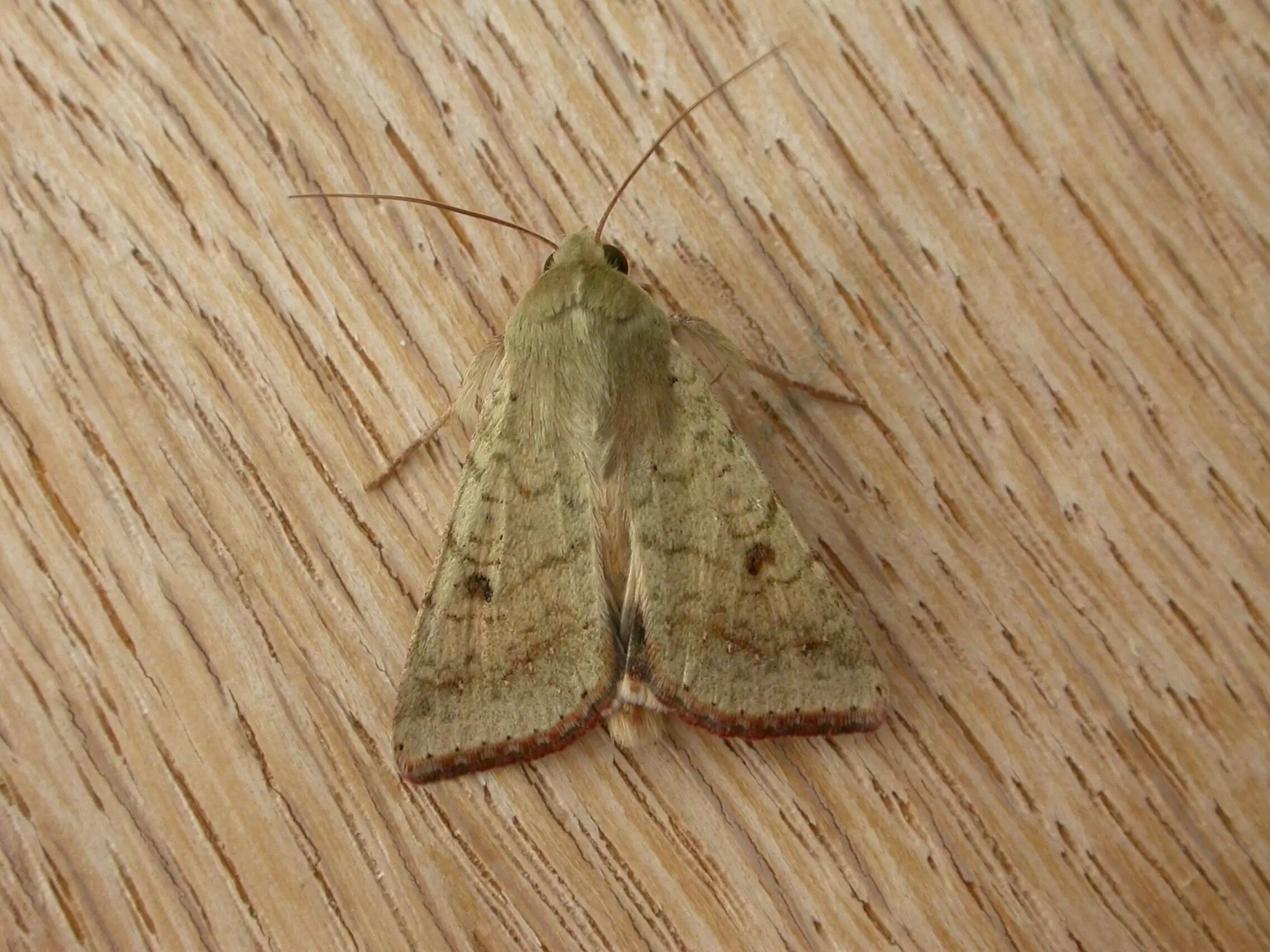 城市物种日历9月12日棉铃虫