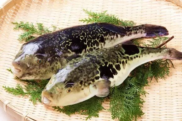 河鲀美无度毒无涯的水中尤物