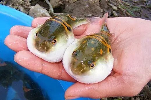 漂洋过海去吃你