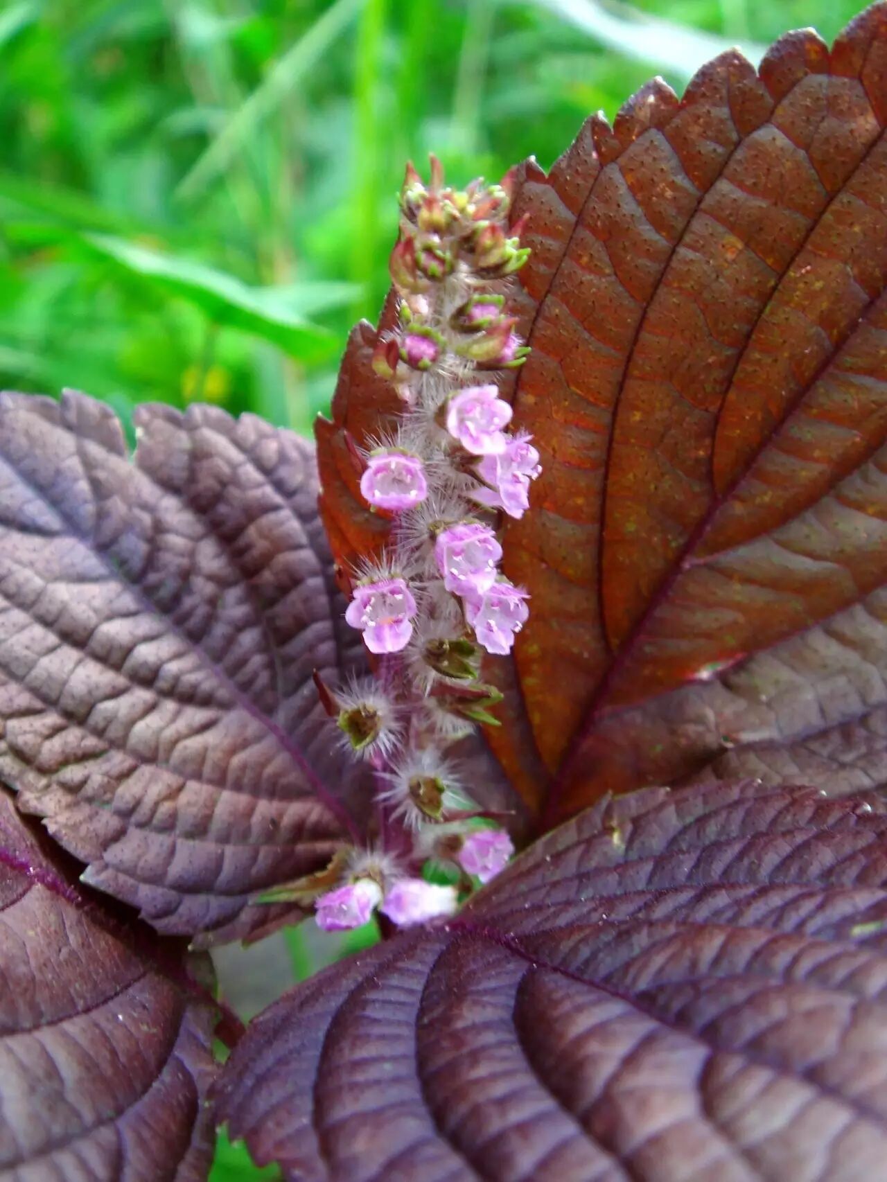 荏苒就是绿叶的紫苏