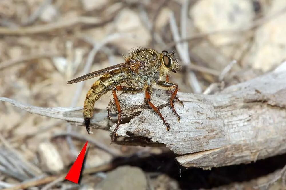 城市物种日历7月23日中华单羽食虫虻