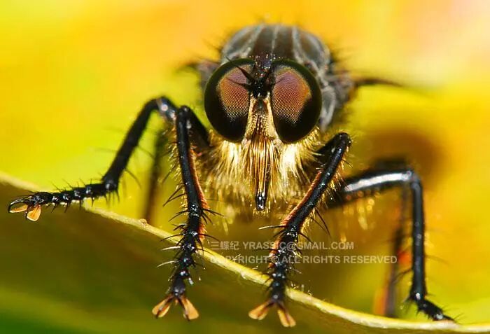 城市物种日历7月23日中华单羽食虫虻