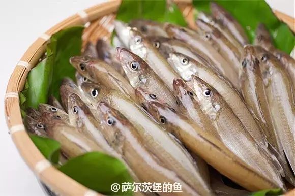 barracuda日本魣(sphyraena japonica)又稱日本金梭魚,竹梭,小海狼