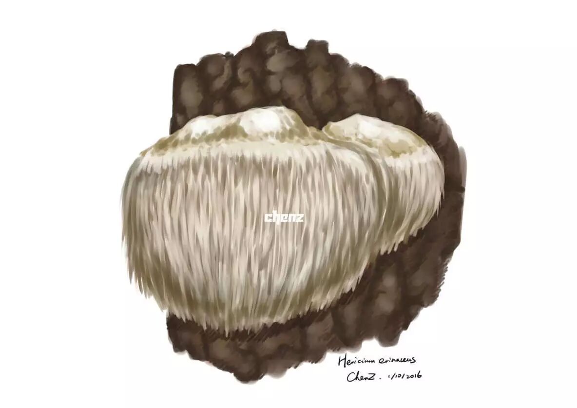 手绘:深山虫吟猴头菇(hericium erinaceus)广泛分布于欧亚大陆和北美