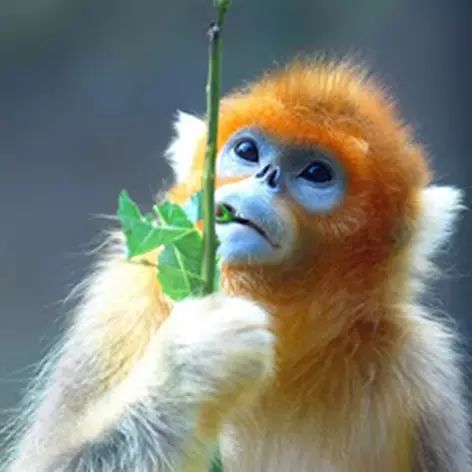 川金丝猴头像图片