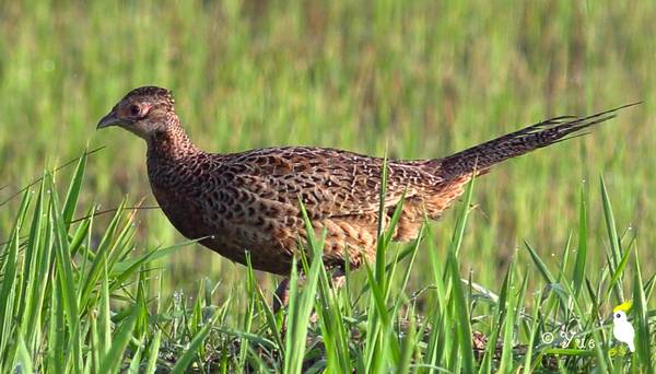 大吉大利的鸡春节你吃了没有