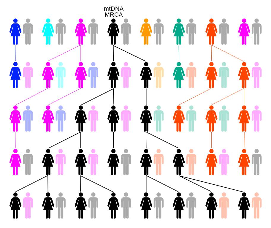 8万年前之间的"线粒体夏娃".