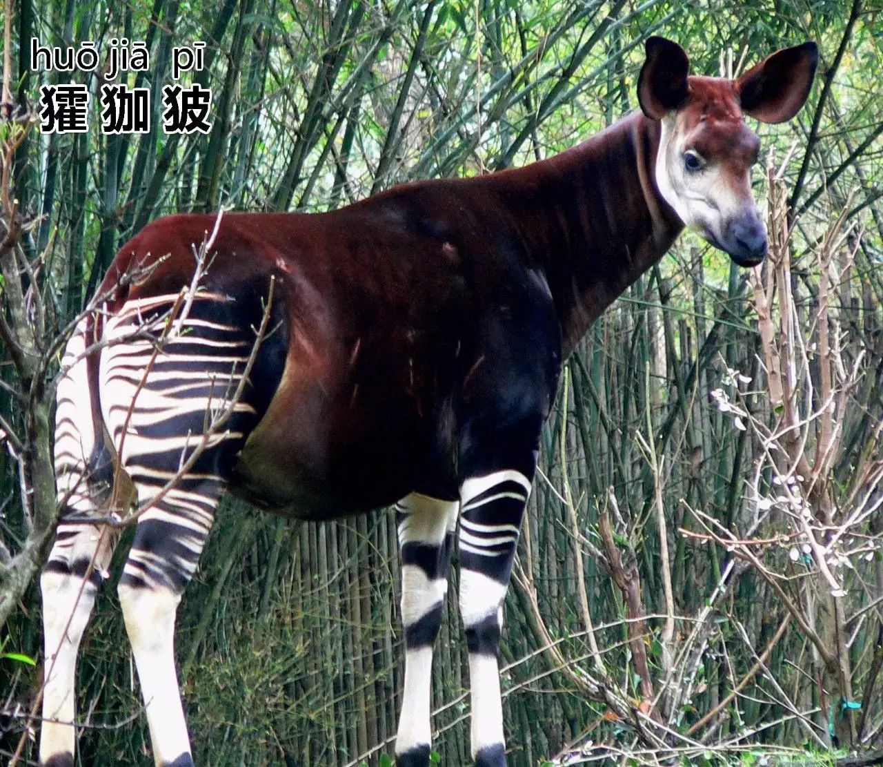 圖片:wikipedia上野動物園有好多特色物種,比如霍加狓,土豚,鯨頭鸛