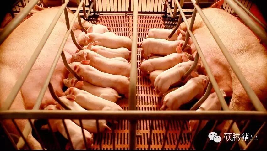 利高44:母猪产前,产后7-10天,每头母猪每天添加10克的利高霉素-44