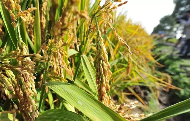 秋季里 金色的稻田 丰硕果实 大自然赐予的