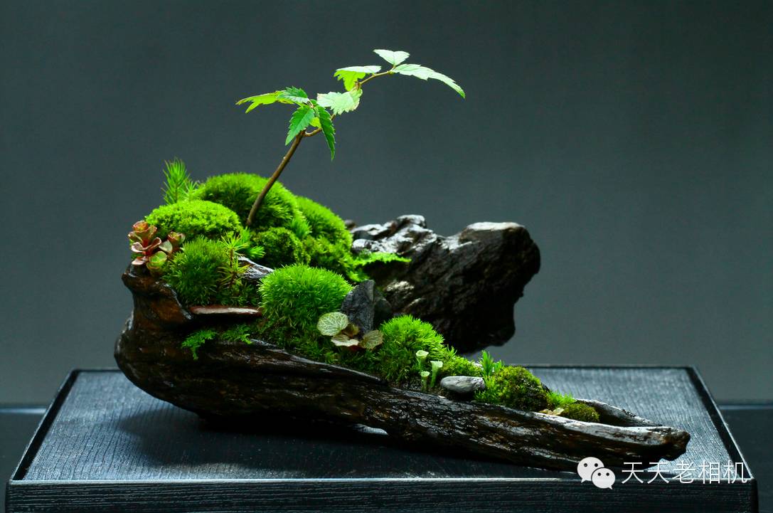苔藓盆景自制方法图片