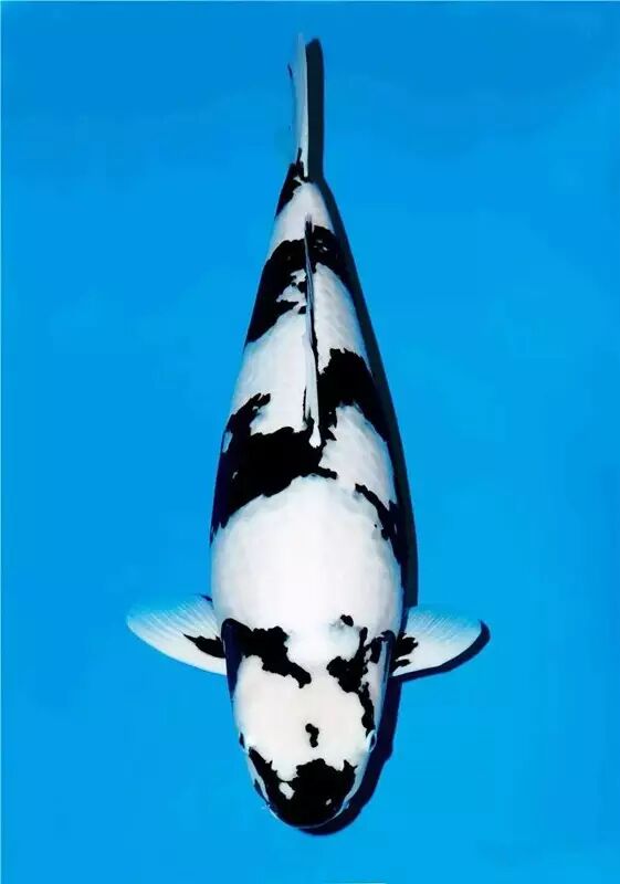 享淘然 看水浪平翻 鳍摆嘴张亲指掌 求数米 永无酣 绯泽丸润顶红丹