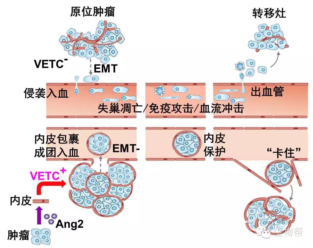 hepatology中山大学庄诗美教授课题组揭示肝癌转移新机制