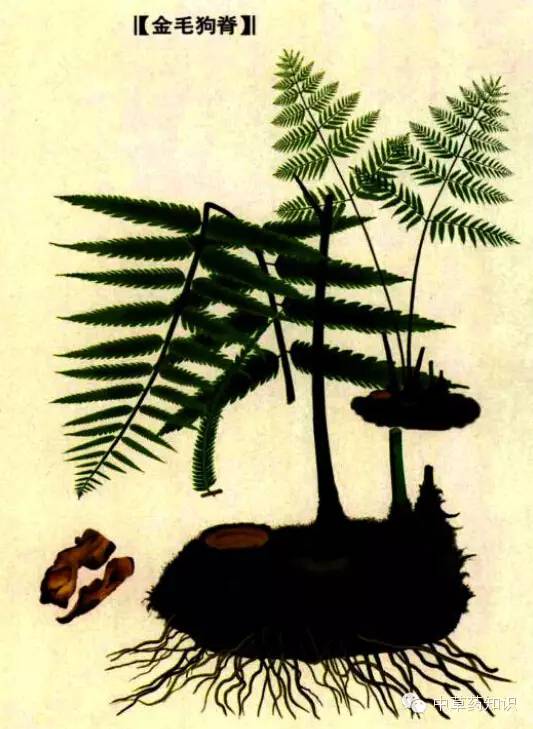 中药材：狗脊