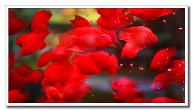 鹦鹉鱼保持红润方法_白迷你鹦鹉鱼变色_红鹦鹉鱼养护技巧