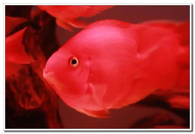 红鹦鹉鱼养护技巧_鹦鹉鱼保持红润方法_白迷你鹦鹉鱼变色