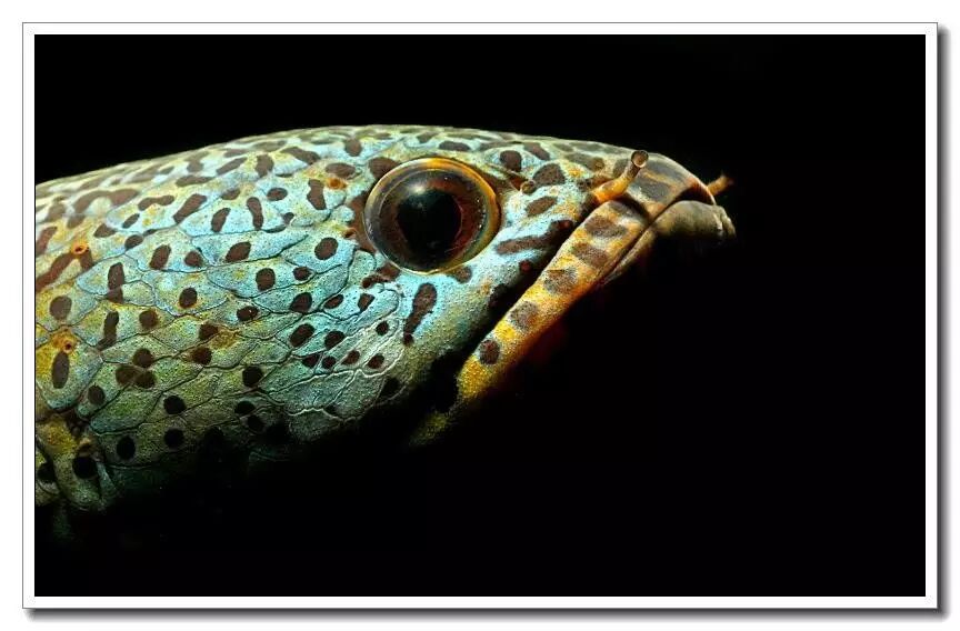 外国的黑鱼也这么美 - 蛇头鱼饲养指南(一)