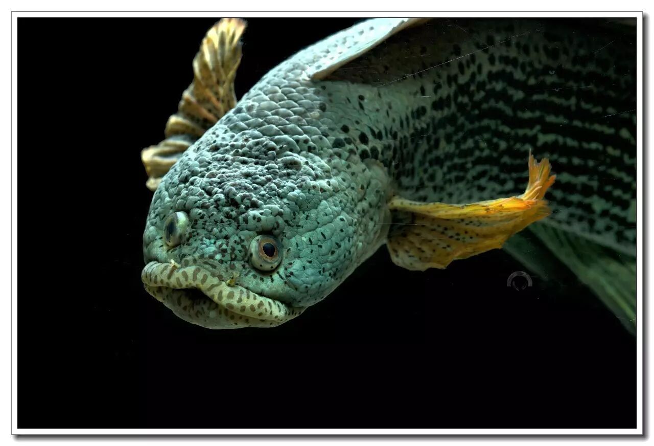 外国的黑鱼也这么美 - 蛇头鱼饲养指南(一)