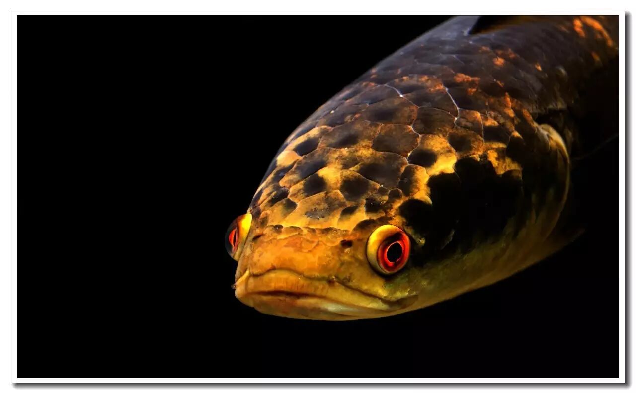 外国的黑鱼也这么美 - 蛇头鱼饲养指南(一)