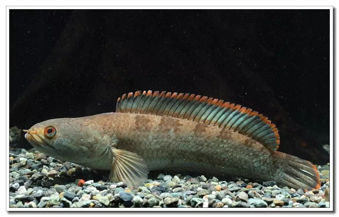 外国的黑鱼也这么美 - 蛇头鱼饲养指南(一)