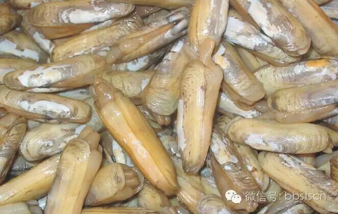 乐山贝类批发价联盟,sei说新疆人分不清蛤蜊,蛏子,蚬子