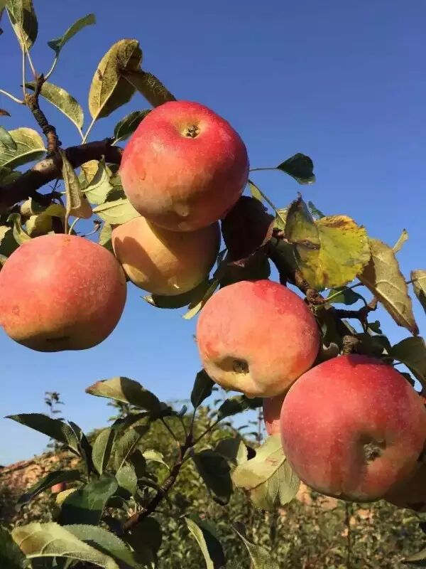 安徽省砀山特产红富士苹果