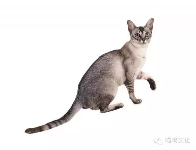 Mmbiz Qpic Cn Mmbiz Ykbtzjmaj43zxaeygjzibysy3ei