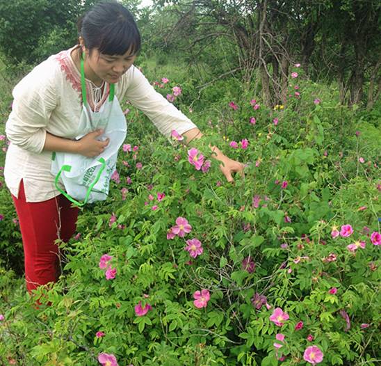 來自大興安嶺的野玫瑰茶