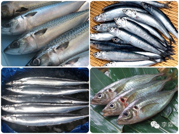 代表鱼类是青花鱼,秋刀鱼,沙丁鱼等等.
