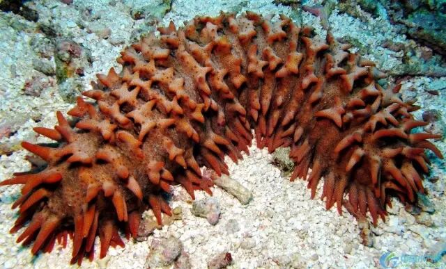 仿刺参是山珍海味还是徒有虚名