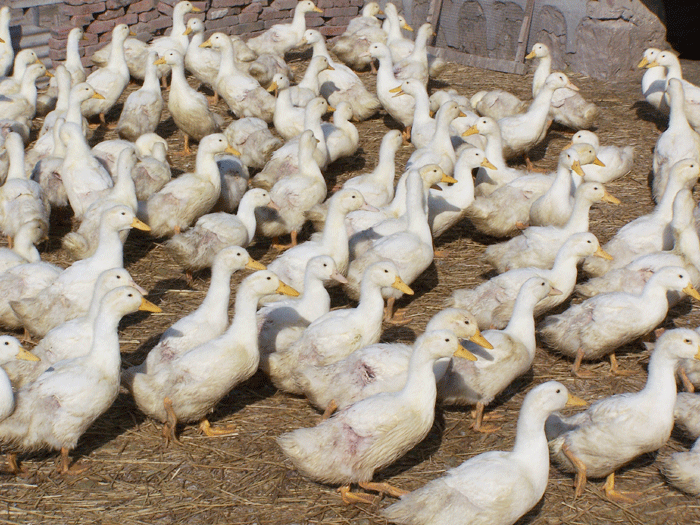 【美食】吃货眼中的辽宁 尽享12个月美味特产